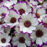 Перикаллис Стар Варс F1 (Star Wars) белый с прожилками