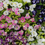 Літтл Кісс F1 суміш (mix) насіння торенії (Sakata)