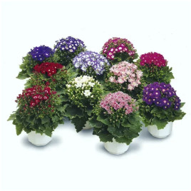 Перикаллис (цинерария цветущая) Стар Вос F1 смесь