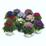 Перикаллис (цинерария цветущая) Стар Вос F1 смесь