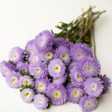 Астра Арлекін біло-рожева помпоновидна