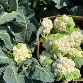Капуста цветная Альмагро F1 