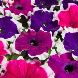 Містрал F1 picotee mix насіння петунії грандіфлора 30-35см (Cerny)