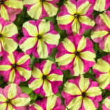 Лавина F1 розово-желтая звезда (rose yellow star) семена петунии ампельной (Cerny)