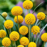 СоларПоп семена краспедии шарообразной 60-70см (Benary)