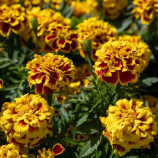 Манго Танго насіння чорнобривців 20-25см однорічн. (Benary)