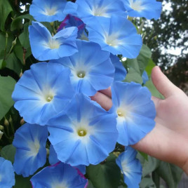 Лазурна лагуна насіння іпомеї до 5м (W.Legutko)