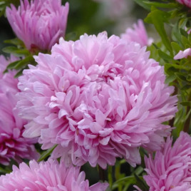 Айстра Аполлонія срібно-рожева 