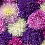 Астра Аполлония смесь