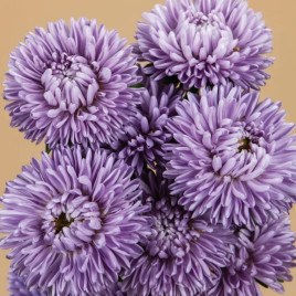 Айстра Аполлонія блакитна