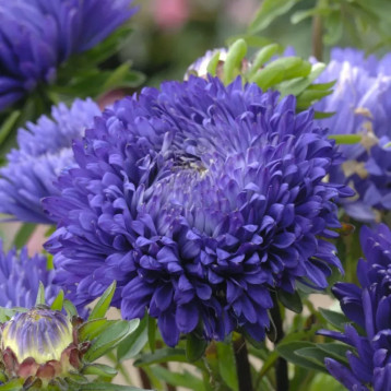 Айстра Аполлонія синя