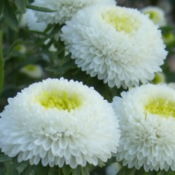 Астра Болеро белая (White) 