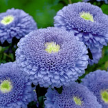 Айстра Болеро блакитна (Blue) 