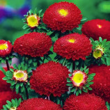 Астра Болеро красная (Red)