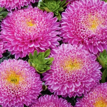 Астра Болеро розовая (Pink) 