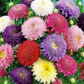 Айстра Болеро суміш (mix) 