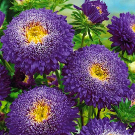 Астра Болеро темно-синяя 