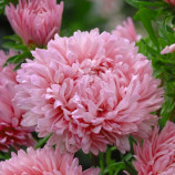 Айстра Аполлонія лососево-рожева