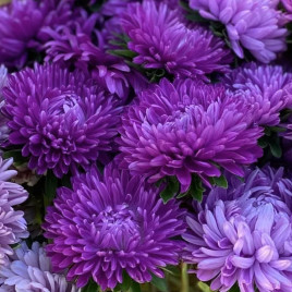 Айстра Аполлонія фіолетова