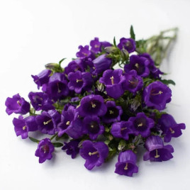 Колокольчики средние темно-синие семена (W.Legutko)