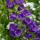 Колокольчики средние темно-синие семена (W.Legutko)