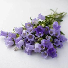 Колокольчики средние голубые (blue) семена (W.Legutko)