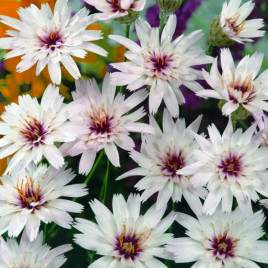 Катананхе Альба біла 