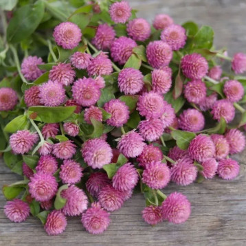 Гомфрена розовая (pink) 