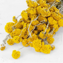 Санфорді жовтий (сухоцвіти) насіння акроклінуму (геліптерум) (W.Legutko)