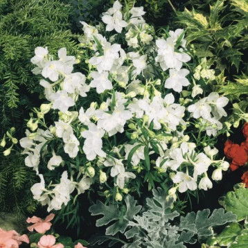 Саммер белый (white) семена дельфиниума крупноцветкового 30-35см (Benary)