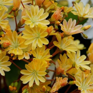 Элиза желтая (golden yellow) семена левизии 15-20см (Benary)
