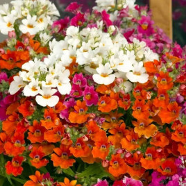 Небула F1 суміш (mix) насіння немезії 20-30см однорічн. (Sakata)