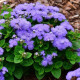 Агератум мексиканський синій 