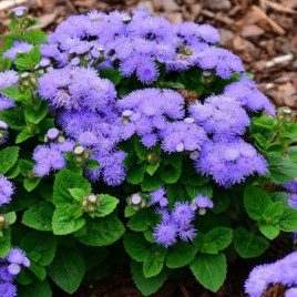 Агератум мексиканський синій 