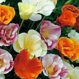 Эшшольция смесь (mix)