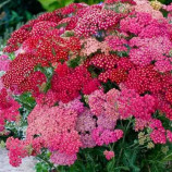 Тысячелистник смесь (mix)