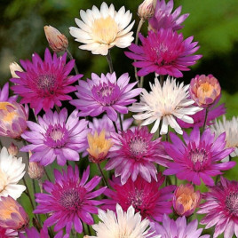 Сухоцвет смесь семена (Moravoseed)