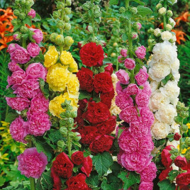 Мальва махровая смесь (mix)