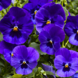 Фиалка Витрокка синяя (blue)