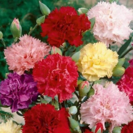 Шабо смесь семена гвоздики (Moravoseed)