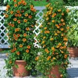 Тунбергія Чорноока Сюзанна