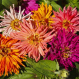 Цинния хризантемовидная смесь