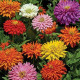 Цинія хризантемовидна суміш (mix)
