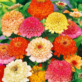 Цинния скабиозовидна смесь