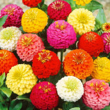 Цинния помпоновидная смесь