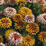 Цинния персидский ковер смесь семена (Moravoseed)