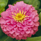 Цинния георгиновидная розовая