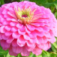 Цинния георгиновидная розовая (pink) семена однол. 70см (Moravoseed)