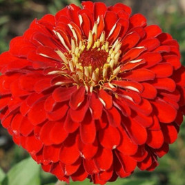 Цинния георгиновидная красная (red)