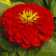Цинния георгиновидная красная (red) семена однол. 70см (Moravoseed)